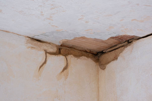 Best Water damage contractors near me  in Bagdad, FL