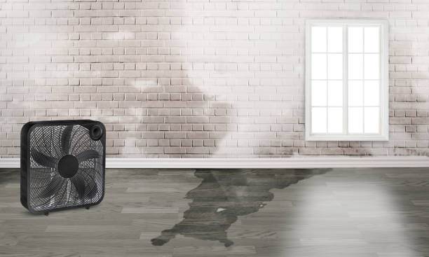 Best 24/7 water damage repair  in Bagdad, FL